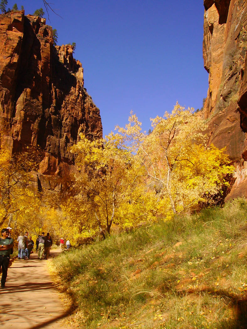 The deciduous trees along the Riverside Walk in Zion National Park usually start to turn colors ...