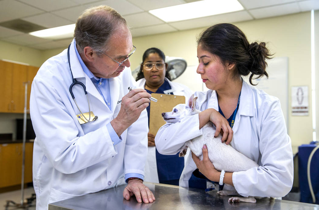 Program Director Dr. Dennis Olsen, left, looks into the eyes of Chihuahua Gabe held by student ...