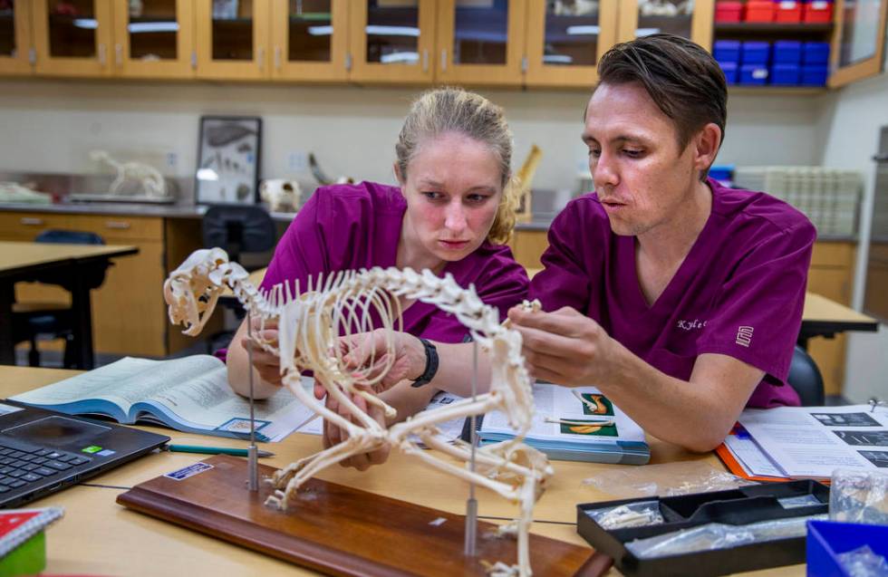 First year students Victoria Geithman, left, and Kyle Granger study the bones of a cat on a mod ...