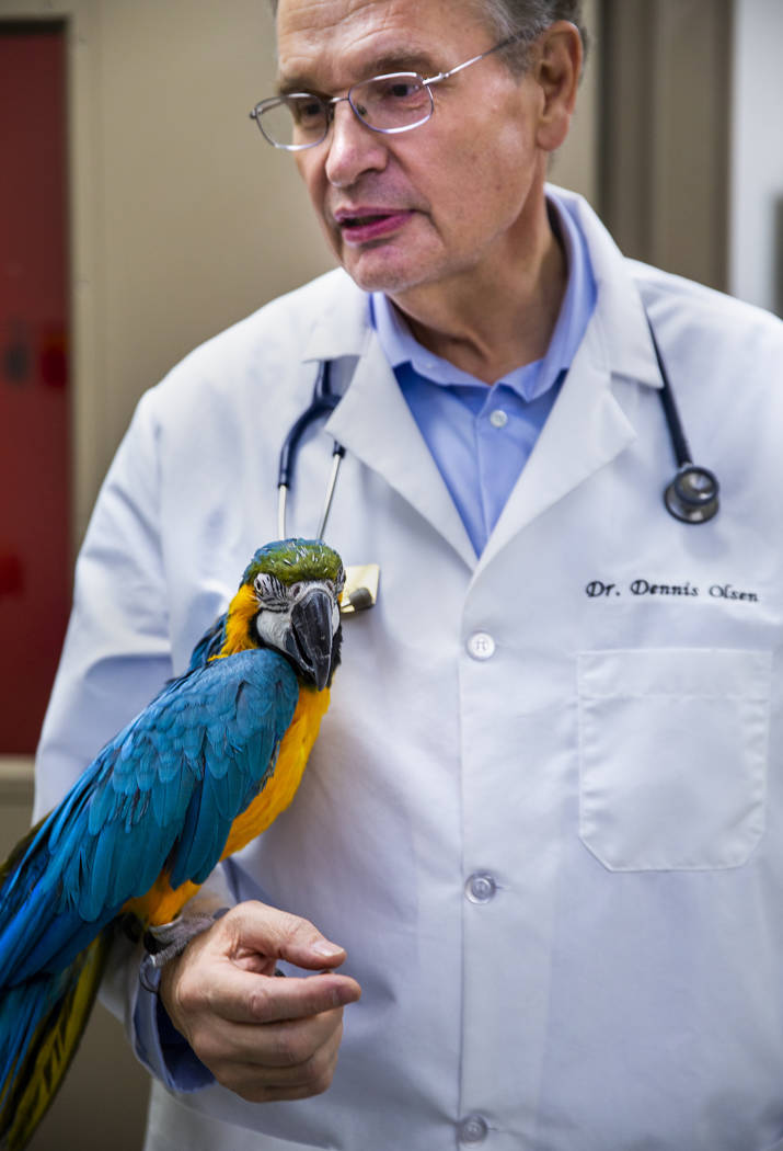 Program Director Dr. Dennis Olsen holds a blue-and-gold macaw LuLu used to teach students in th ...