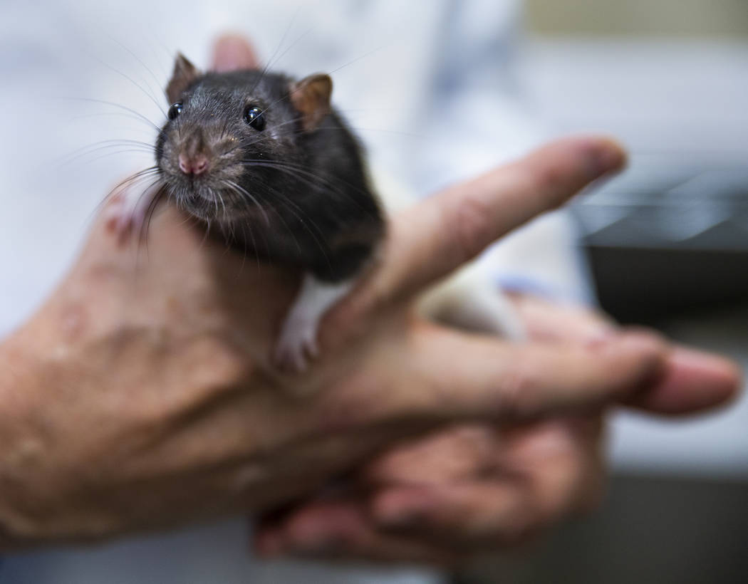 Program Director Dr. Dennis Olsen holds one of many rats used to teach students in the CSN Vete ...