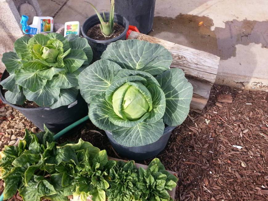 If there is damage being done to your vegetable garden, try growing plants in nursery container ...