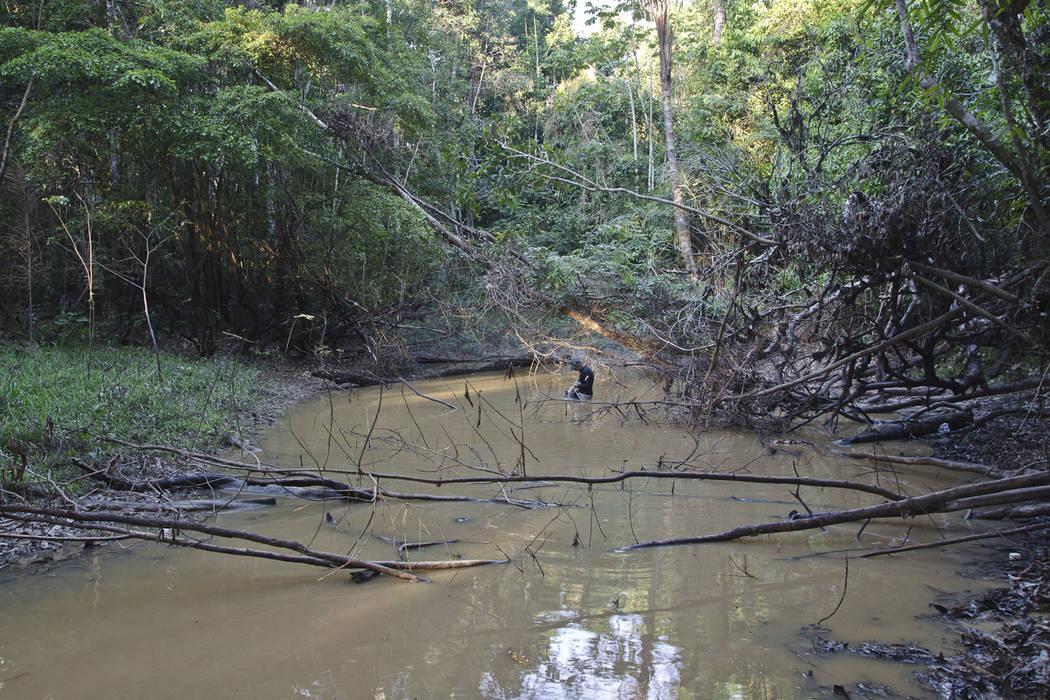 This undated photo provided by researchers in September 2019 shows typical electric eel lowland ...