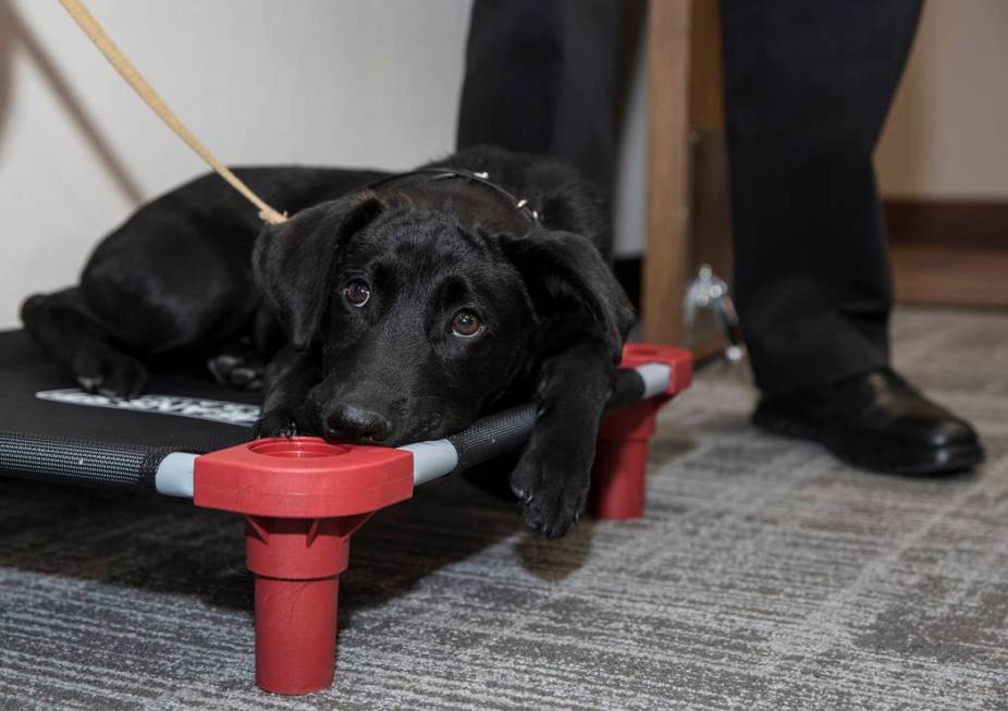 Blaze, a 5-month-old black lab and golden retriever mix, sits at Fire Station One in Las Vegas, ...