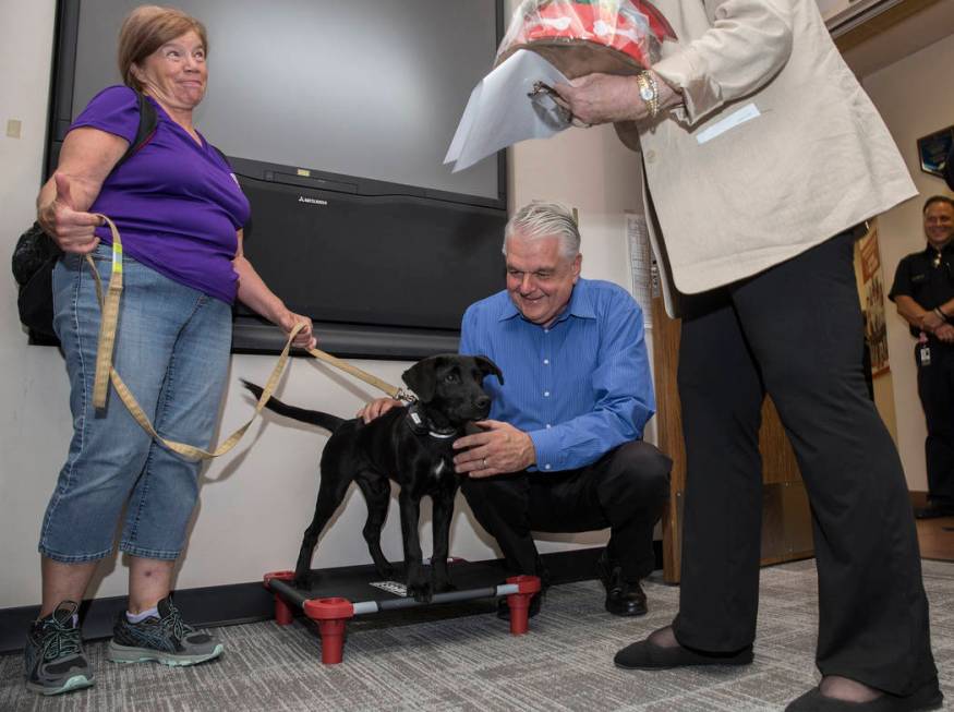 Blaze, a 5-month-old black lab and golden retriever mix, meets with Nevada Gov. Steve Sisolak a ...