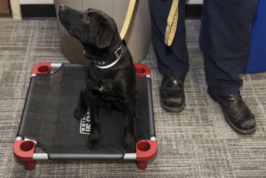 Blaze, a therapy dog assigned to Fire Station One, waits for the start of an event to introduce ...