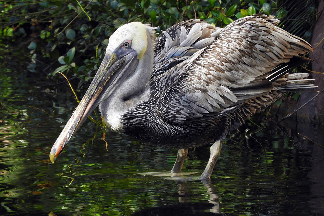 Bugsy the pelican at the Flamingo casino and resort, on Thursday, September 12, 2019. (Mat Lusc ...