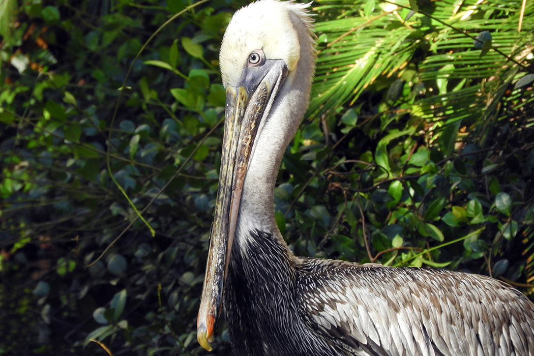 Bugsy the pelican at the Flamingo casino and resort, on Thursday, September 12, 2019. (Mat Lusc ...