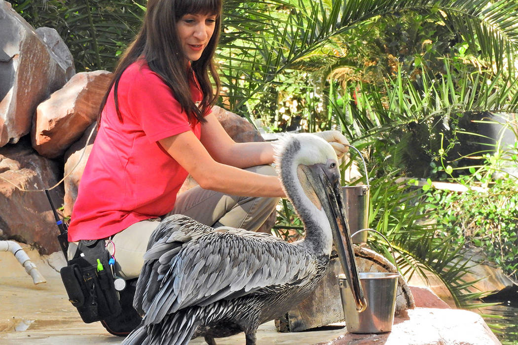 Virginia the pelican gets breakfast at the Flamingo casino and resort, on Thursday, September 1 ...