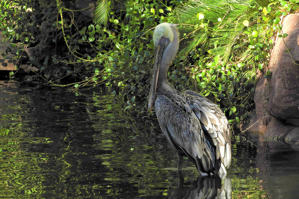 Bugsy the pelican at the Flamingo casino and resort, on Thursday, September 12, 2019. (Mat Lusc ...