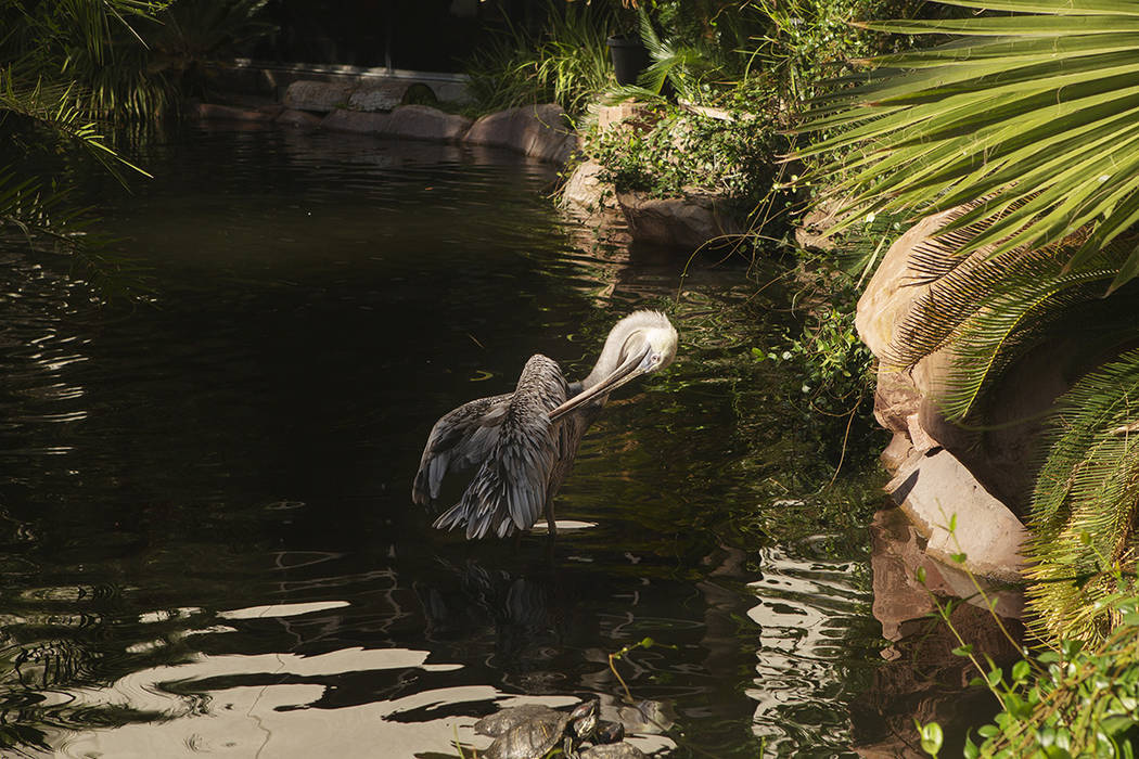 A California Brown Pelican brushes off his feathers with his beak at Flamingo on Thursday, Sept ...