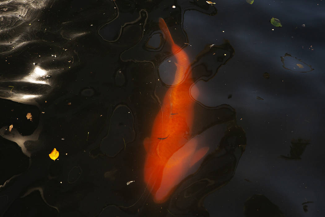 A koi fish swims under the wild life pawn at Flamingo on Thursday, Sept. 12, 2019, in Las Vegas ...