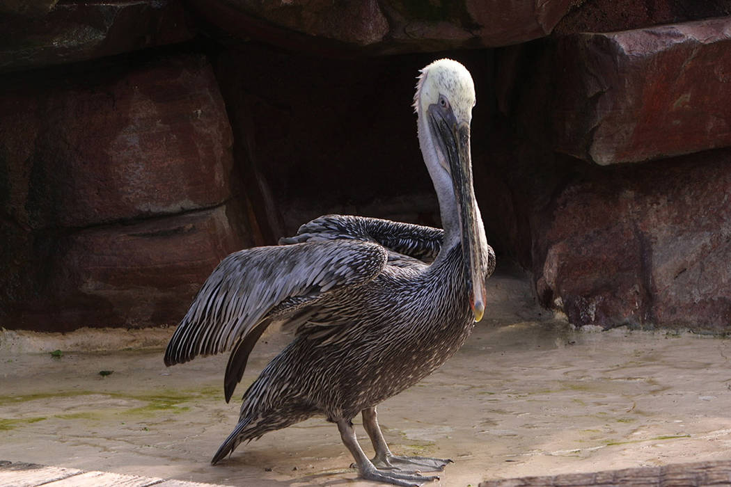 Bugsy the pelican at the Flamingo casino and resort, on Thursday, September 12, 2019. (Mat Lusc ...