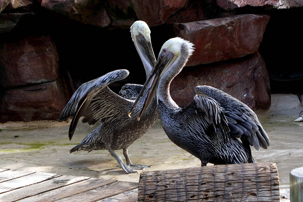 Bugsy and Virginia the pelicans at the Flamingo casino and resort, on Thursday, September 12, 2 ...