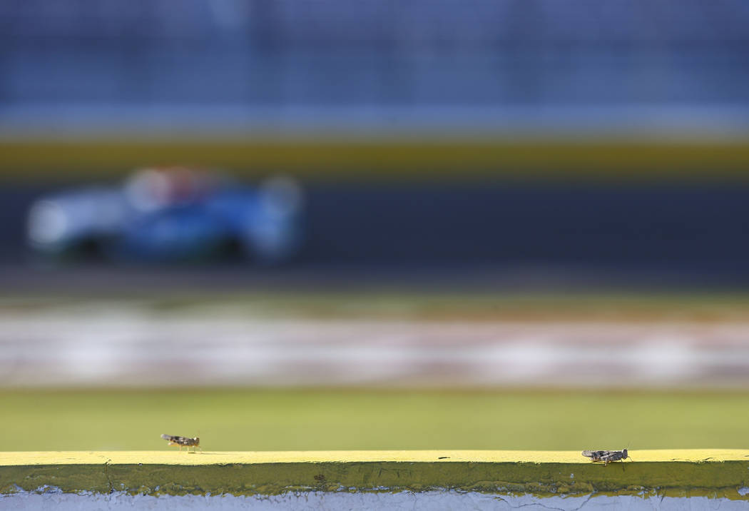 Grasshoppers hang out around pit road during qualifying for the Monster Energy NASCAR Cup Serie ...