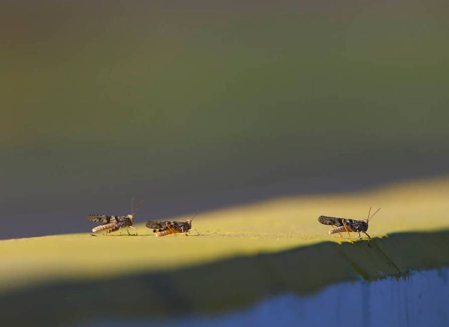 Grasshoppers hang out around pit road during qualifying for the Monster Energy NASCAR Cup Serie ...