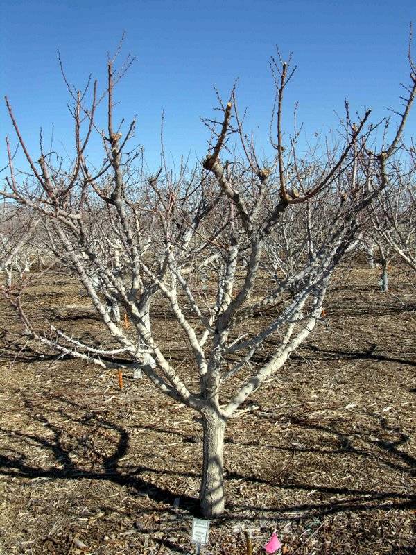 Major pruning is done from December to January in all deciduous fruit trees, waiting until leaf ...