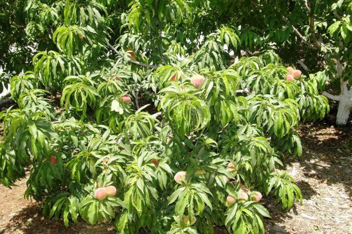 Fruit tree pruning classes will be held in January. (Bob Morris)