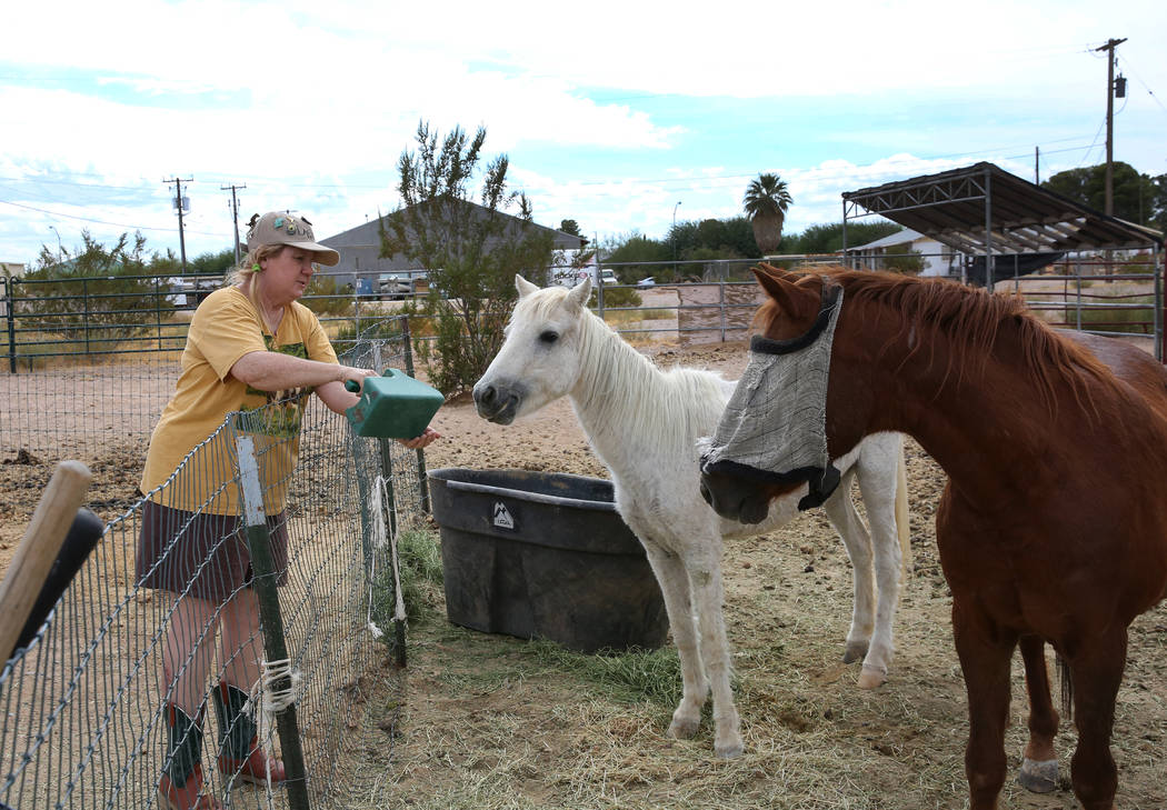 Susan Lorenz, 62, feeds her pony, Lacy, as Jesse, right, looks on, at her Las Vegas home at War ...