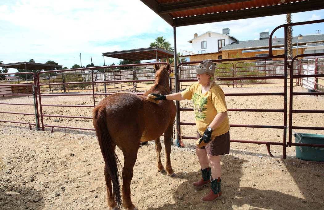 Susan Lorenz, 62, grooms her pony, Jesse, at her southwest Las Vegas home on Monday, Sept. 23, ...