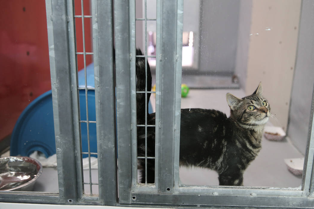 A confiscated cat from the Las Vegas home of Susan Mechsner, at the The Animal Foundation in La ...