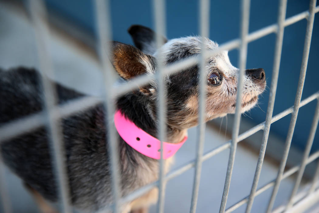 A confiscated dog from the Las Vegas home of Susan Mechsner, at the The Animal Foundation in La ...