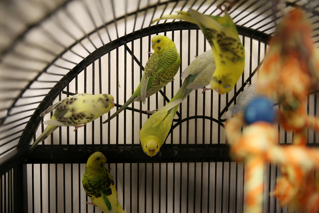 Confiscated birds from the Las Vegas home of Susan Mechsner, at the The Animal Foundation in La ...