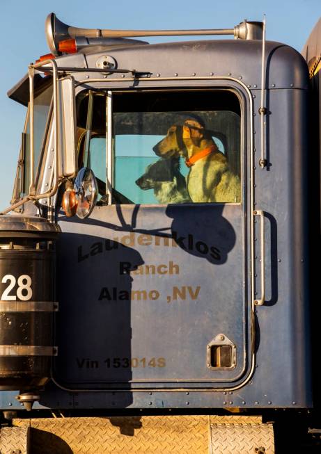 Two dogs sit in the seats of a tractor trailer parked across from the Little A'Le'Inn which is ...