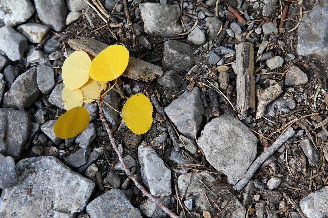 Leaves are starting to change colors near the Upper Bristlecone Trailhead in Lee Canyon on Moun ...