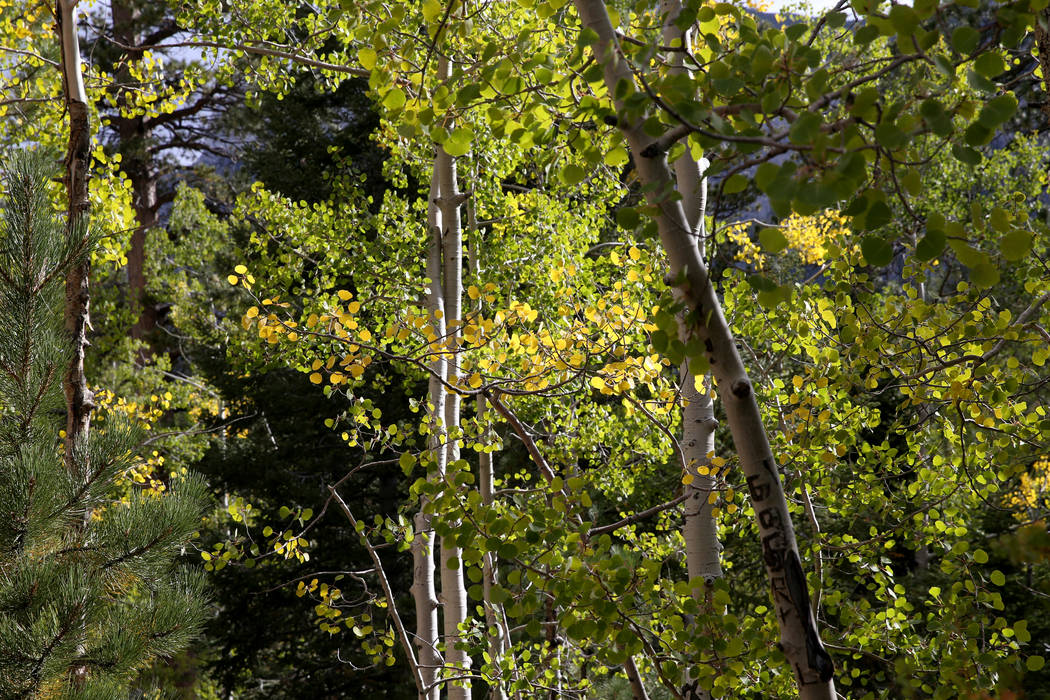 Leaves are starting to change colors near the Upper Bristlecone Trailhead in Lee Canyon on Moun ...