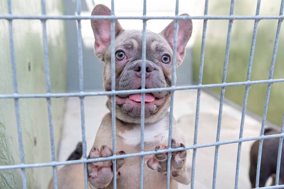 A dog that was rescued from the house fire at 3324 Beca Faith Drive in North Las Vegas on Tuesd ...