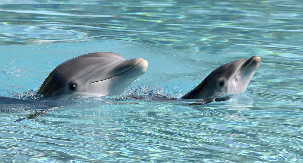 A baby dolphin, right, swims with its mother Bella, at Siegfried & Roy's Secret Garden and Dolp ...