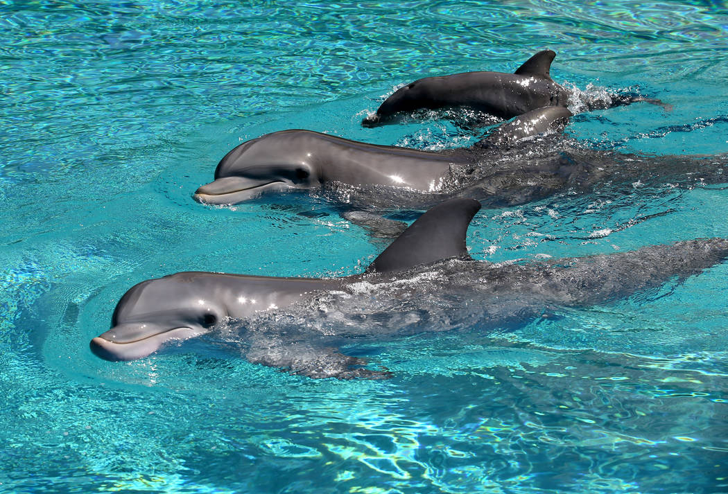 A baby dolphin, top, swims with its mother Bella, center, and aunt Coco at Siegfried & Roy's Se ...