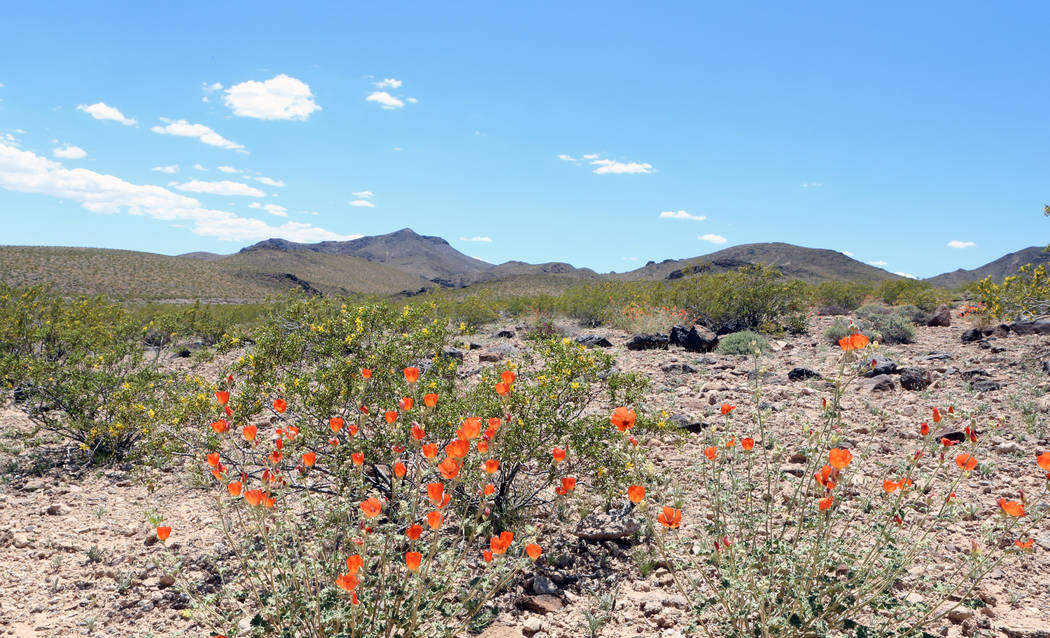 Desert Mallow flowers in bloom are seen at Sloan Canyon National Conservation Area. (Bizuayehu ...