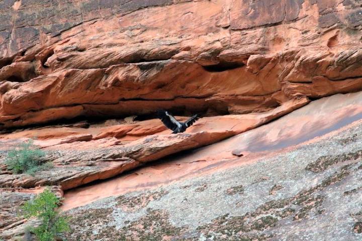 In this Sept. 25, 2019, photo, provided by Jason Pietzak shows the 4½-month-old condor after l ...