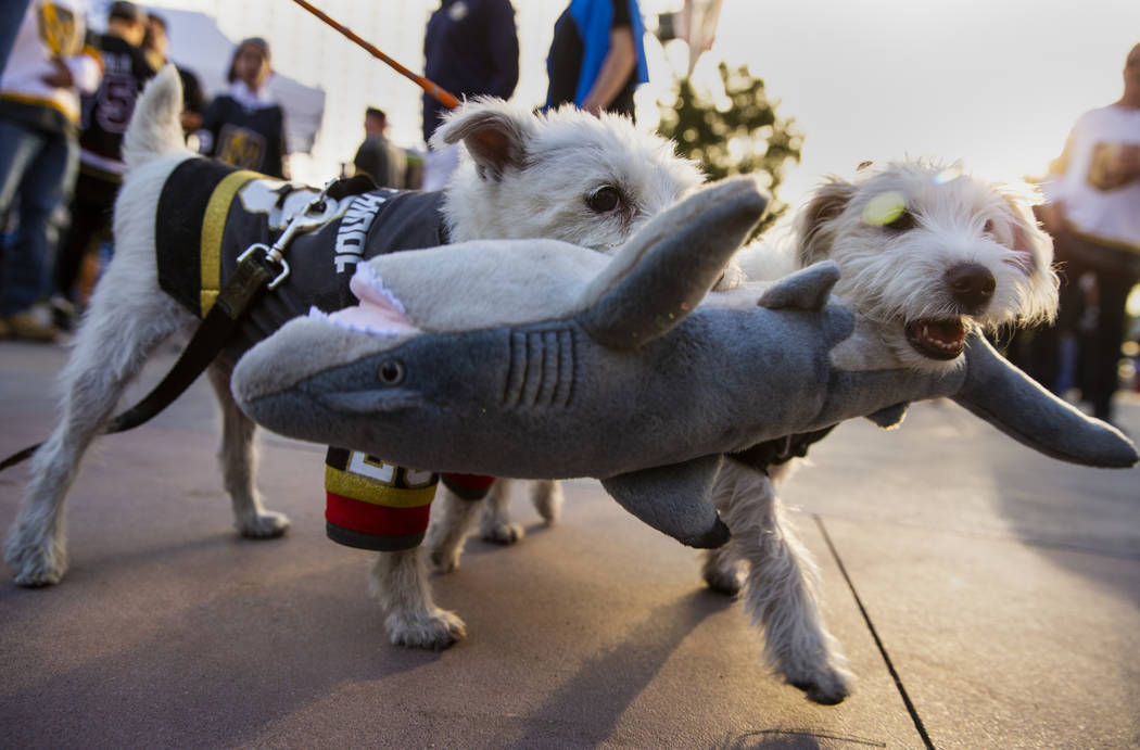 Bark-Andre Furry, left, and his brother Deke-Henri Furry bite on a stuffed shark before the Veg ...