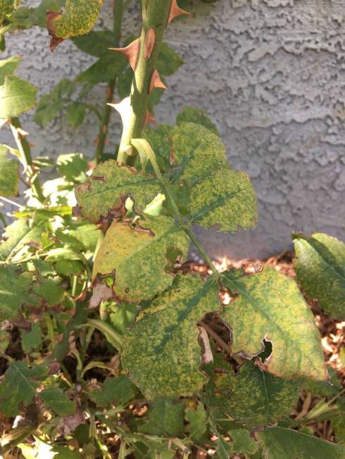 An iron problem called chlorosis caused the suffocation of the roots of these roses. (Bob Morris)