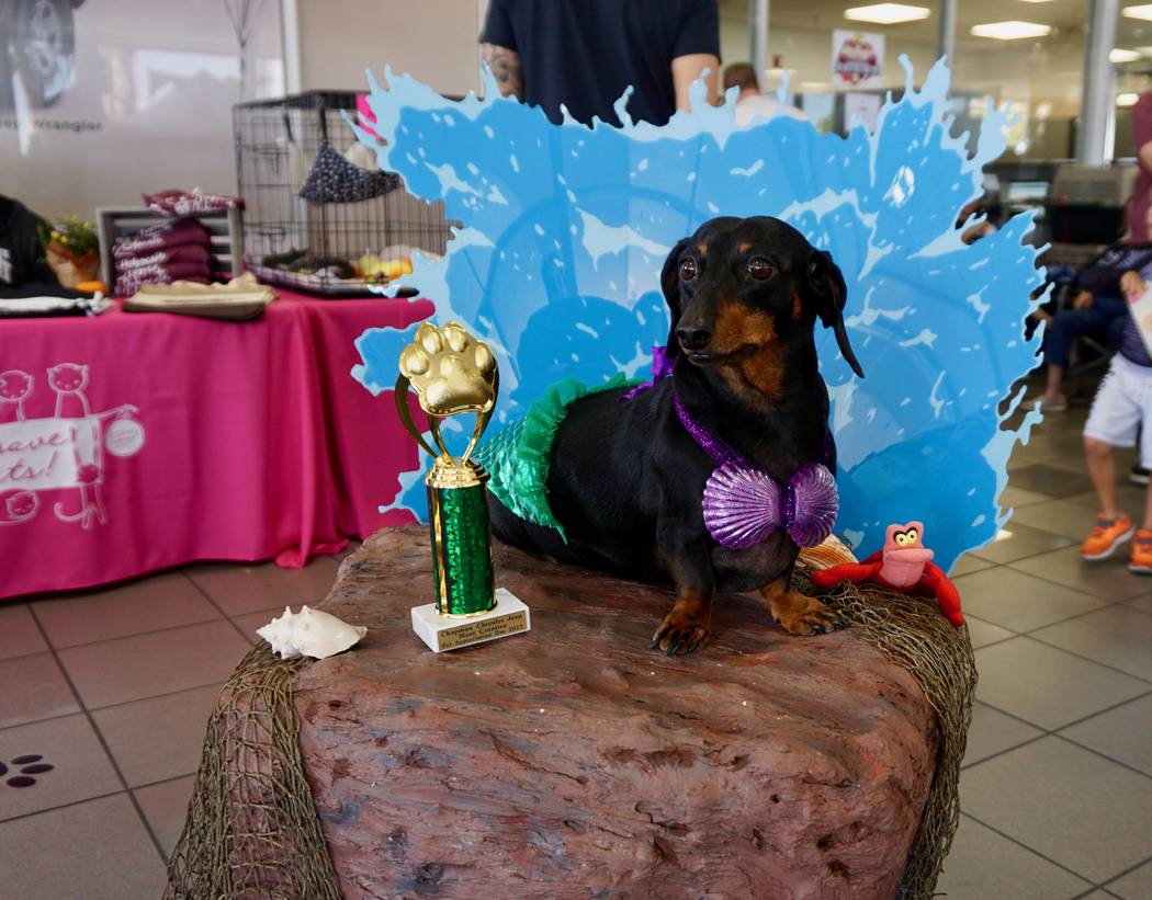This dog was the “Most Creative” winner during the 2017 Pamper Your Pet Day at Chapman Chry ...