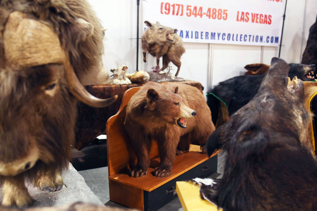 Items from a Las Vegas business, Taxidermy Collection, displayed during the preview of Big Boys ...