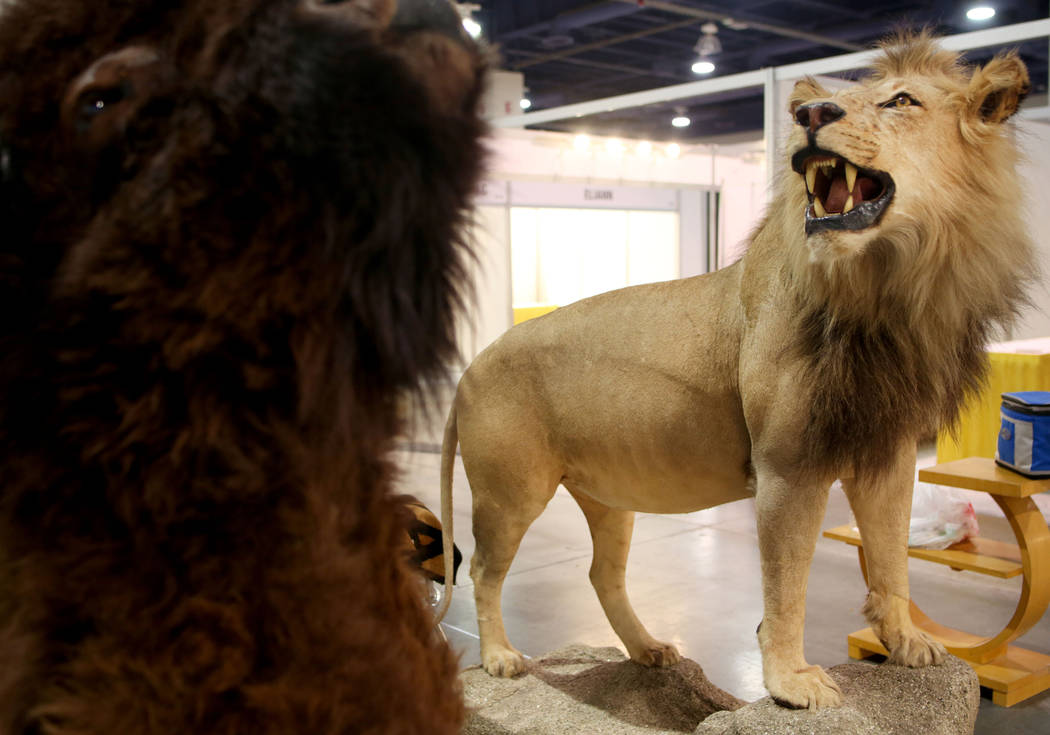 A lion taxidermy is available for purchase from the Las Vegas business, Taxidermy Collection, d ...