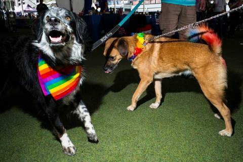 Pepper, left, and Oakleigh play around at the Pride Pets area of the Las Vegas Pride Festival i ...