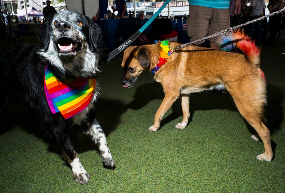 Pepper, left, and Oakleigh play around at the Pride Pets area of the Las Vegas Pride Festival i ...