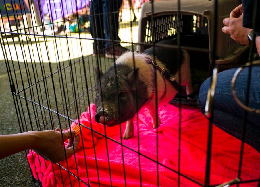 Vess, a 5-month-old pig, looks to snack on a carrot while hanging out at the Forget Me Not Anim ...