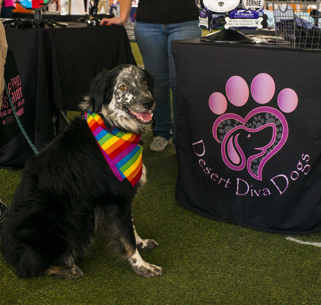 Pepper, an Australian shepherd and border collie mix, looks on while exploring the Pride Pets a ...