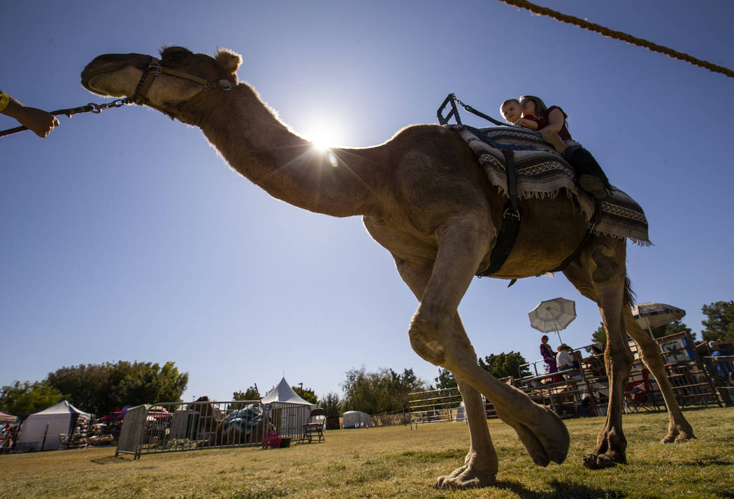 Camel rides are one of the many things fun to do during the Age of Chivalry Renaissance Festiva ...