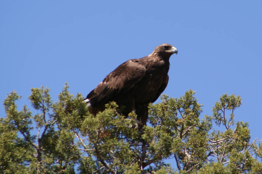 In late fall, migrating golden and bald eagles make their home in Verde Canyon, a protected bre ...