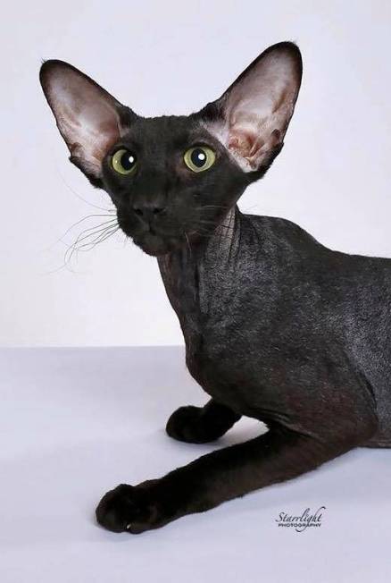 IW BW SGC Purrsia Pardonne Moi "Beatrice," a black flock coat Peterbald female owned by Susanna ...