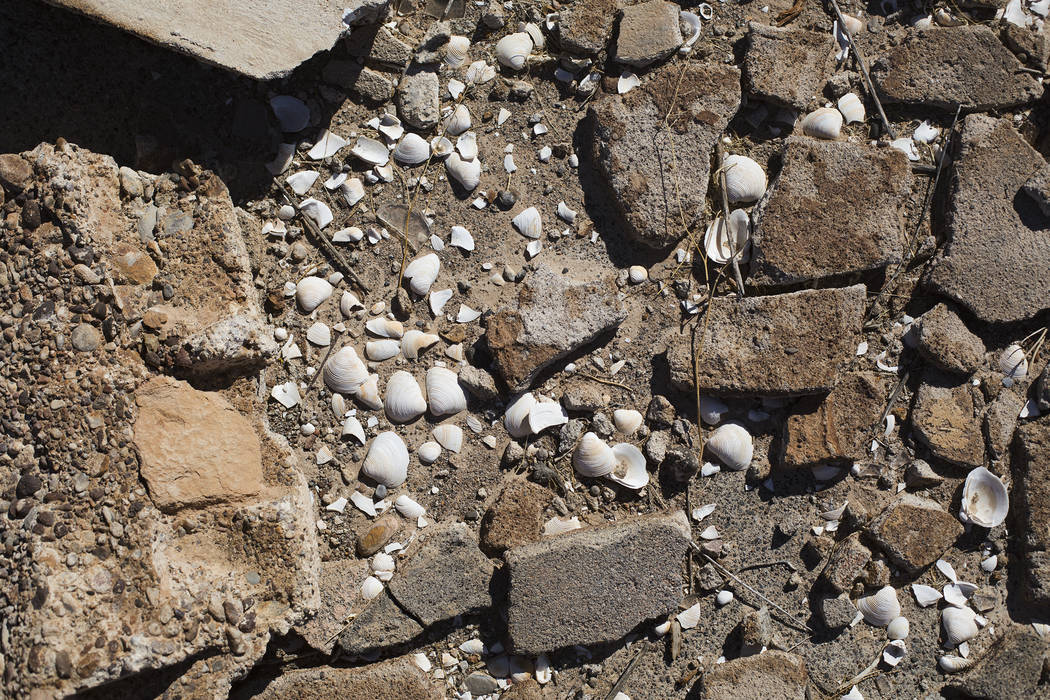Seashells and debris on the ground in St. Thomas, in the Lake Mead National Recreation Area, Tu ...