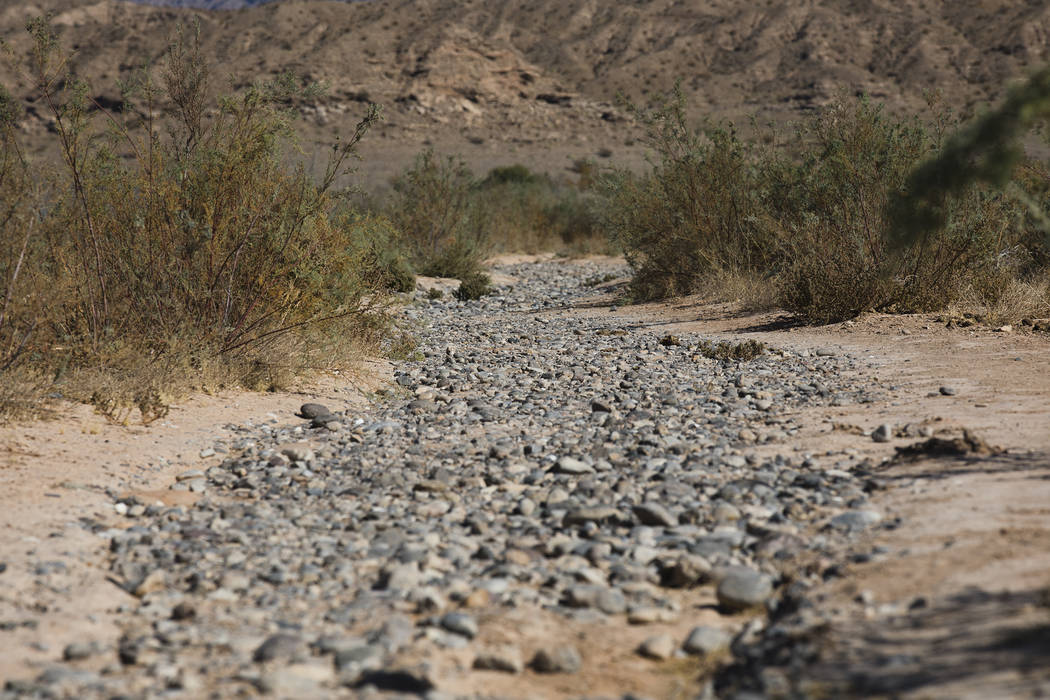 The former Muddy River in St. Thomas, in the Lake Mead National Recreation Area, Tuesday, Oct. ...