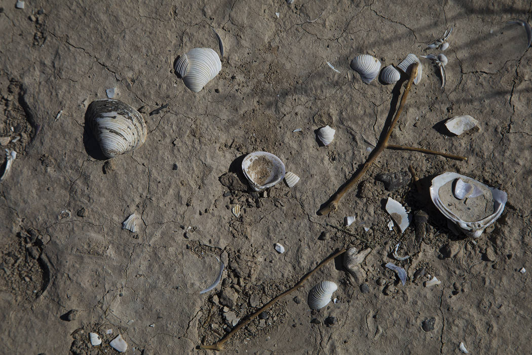 Seashells and debris on the ground in St. Thomas, in the Lake Mead National Recreation Area, Tu ...